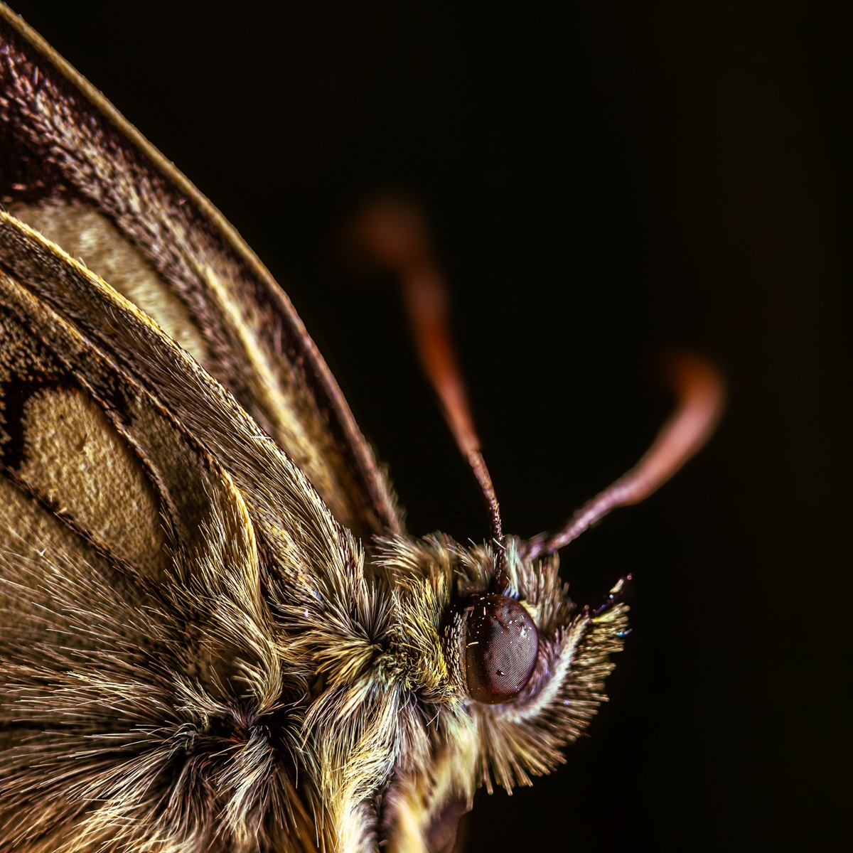 Papillon 4