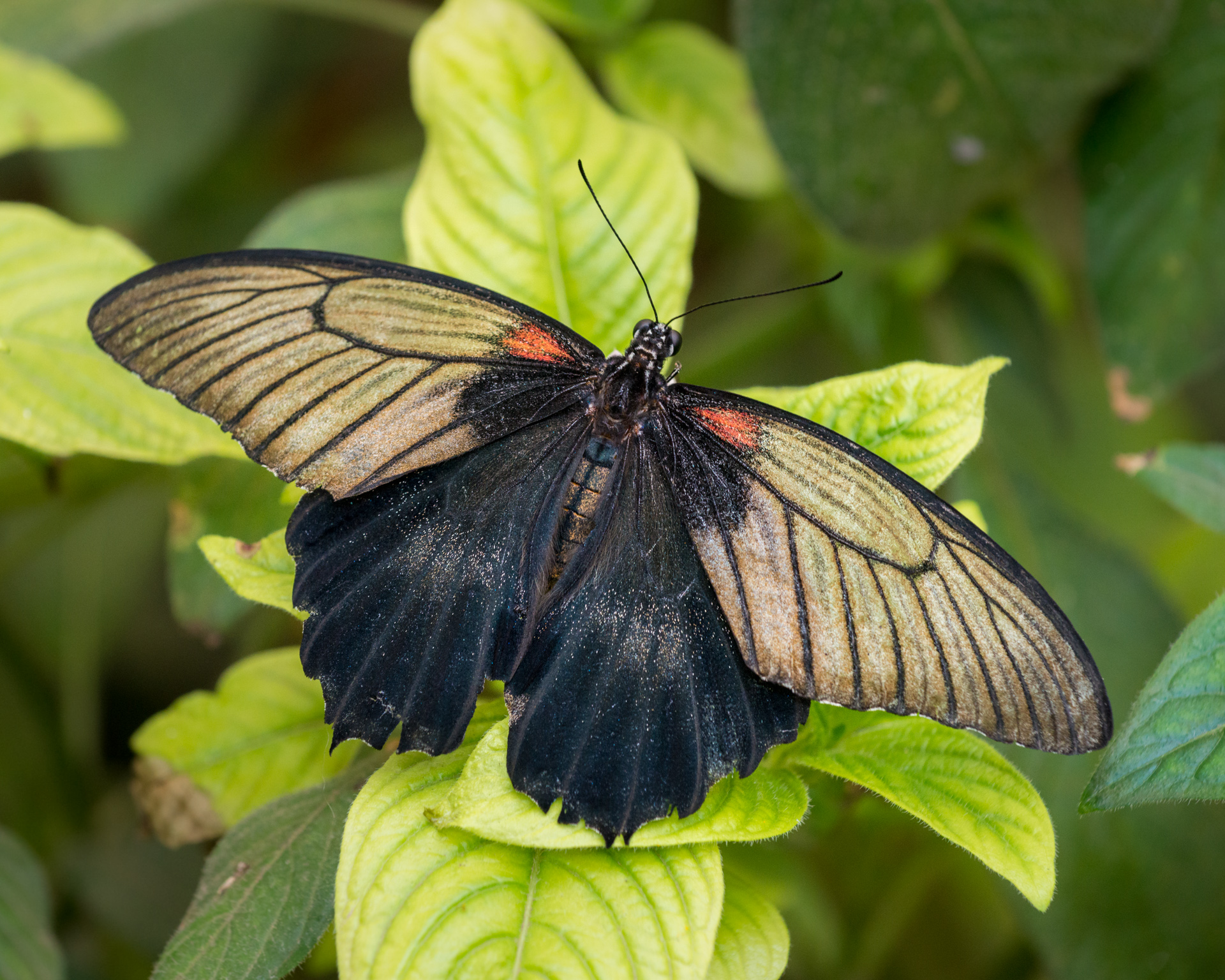 Sortie Photoclub LGC Papillons 2018