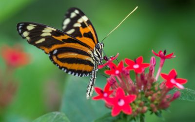 Sortie Serre aux papillons